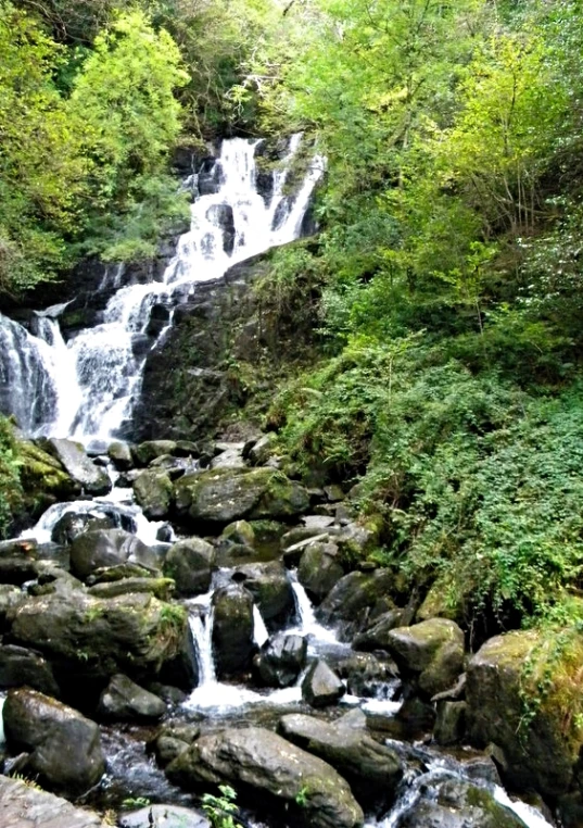 a rocky stream runs through a lush green forest