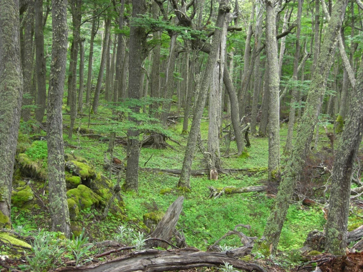 a mossy, sp forest with fallen tree trunks