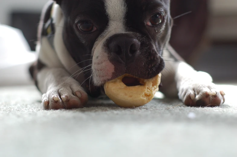 an adorable boston terrier chewing on some pastries