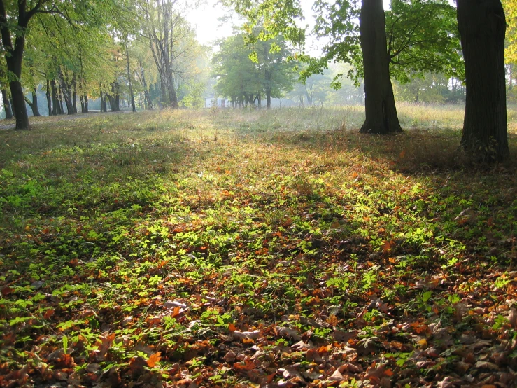 a leaf covered area with lots of trees in it