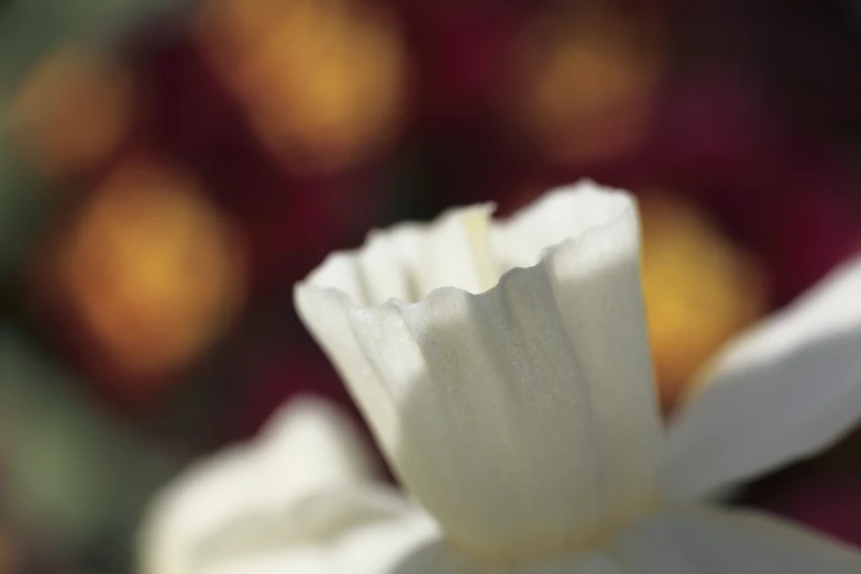 the middle section of a white flower with blurry background