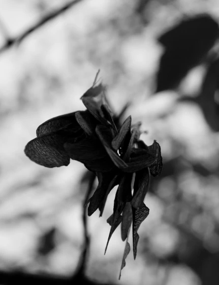 a black and white po of a dying flower