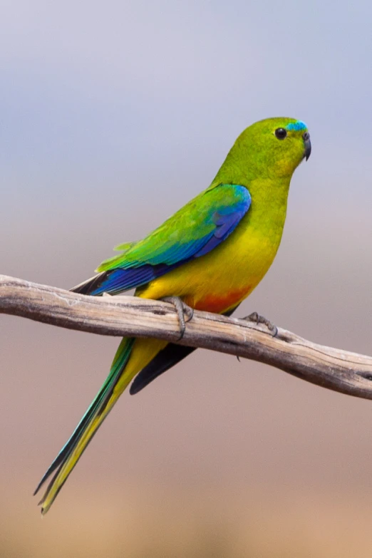 this colorful bird is perched on the tree nch