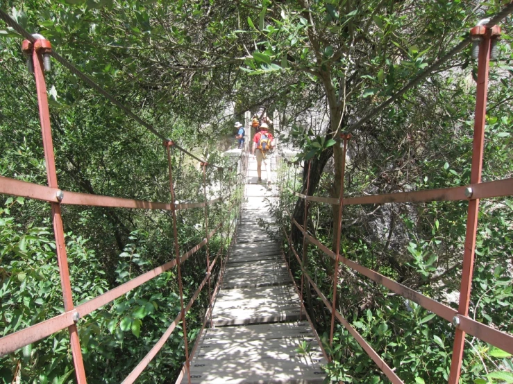 an image of the path going through the trees