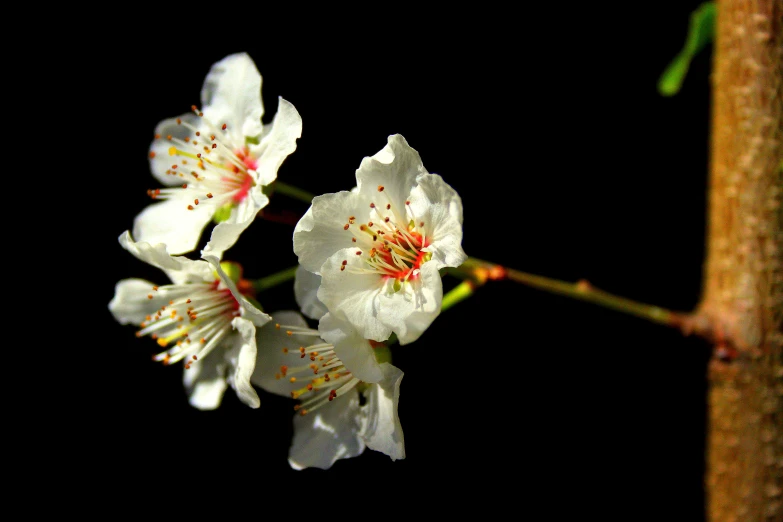 three white flowers on a stick in the dark