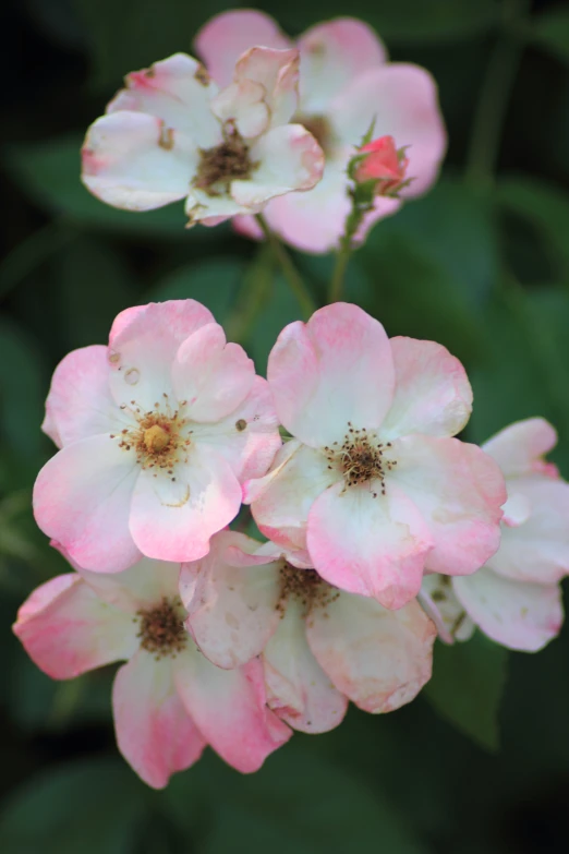 pink flowers in an open field with green leaves