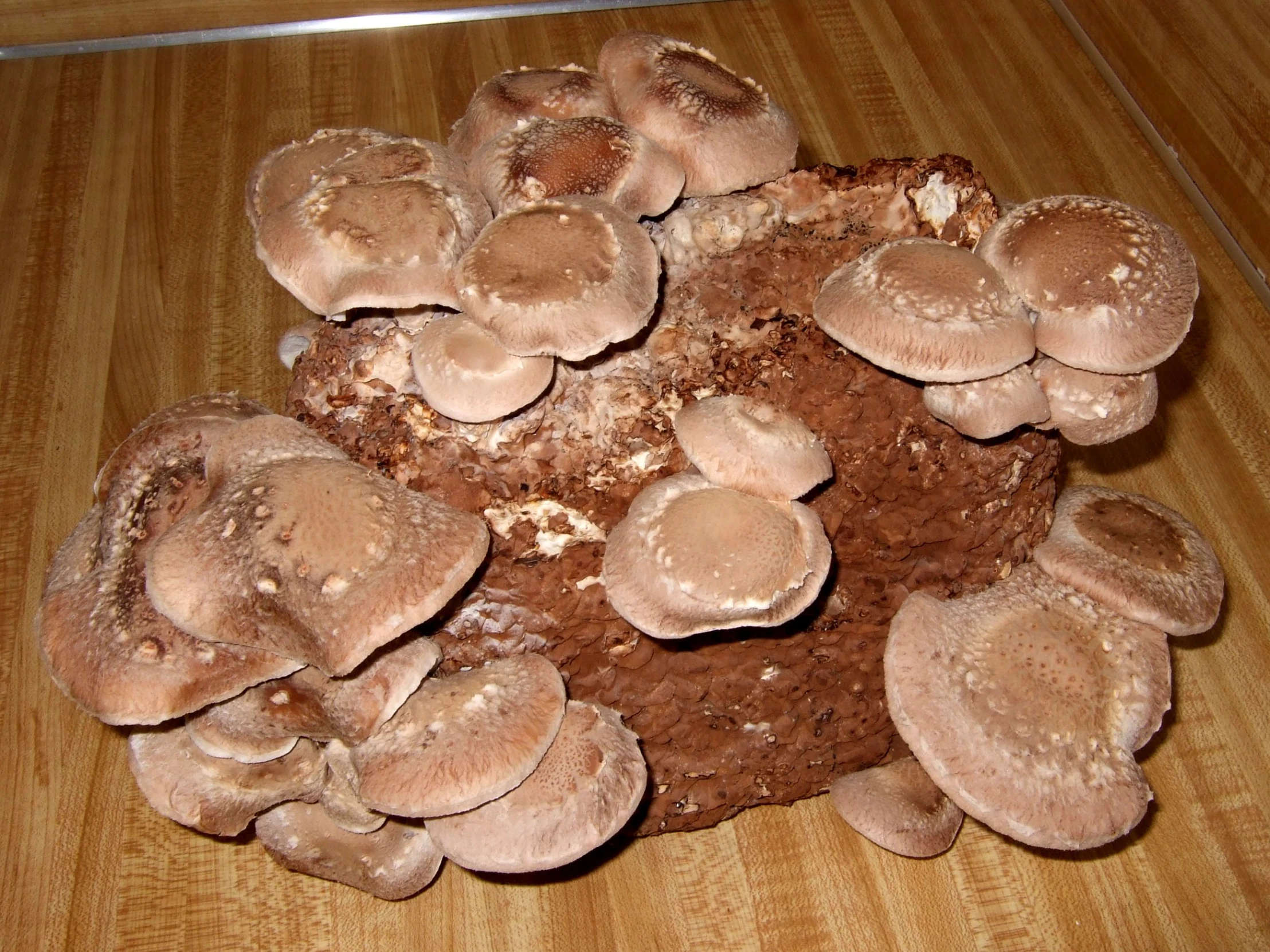 mushrooms on a brown surface with water drops