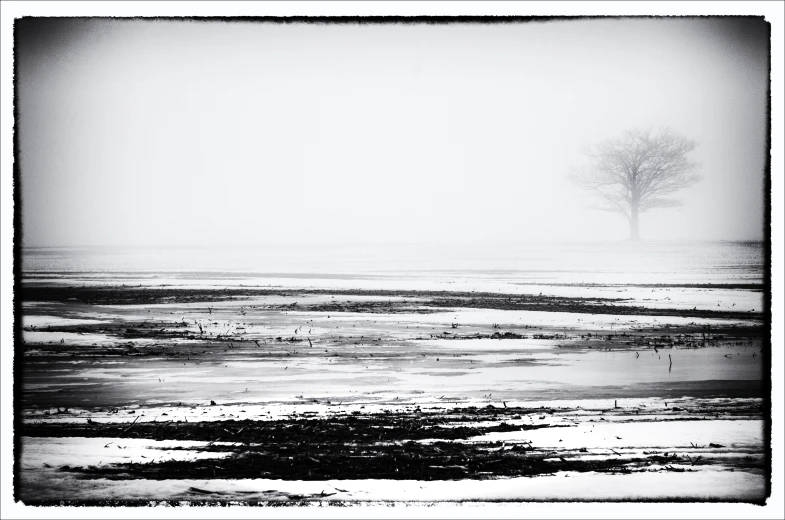 a tree standing alone on top of a field next to the ocean