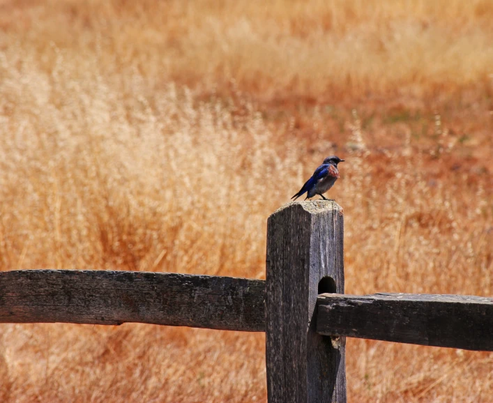 a blue bird standing on a wood post in front of grass