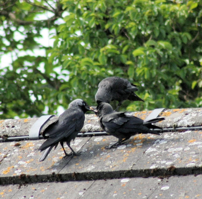 three gray crows sitting on a brick roof