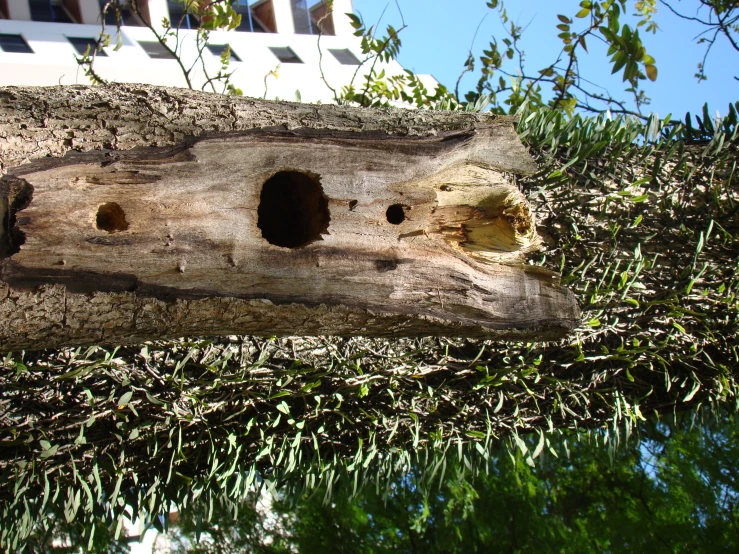 a hollow tree with a large carved hole in it