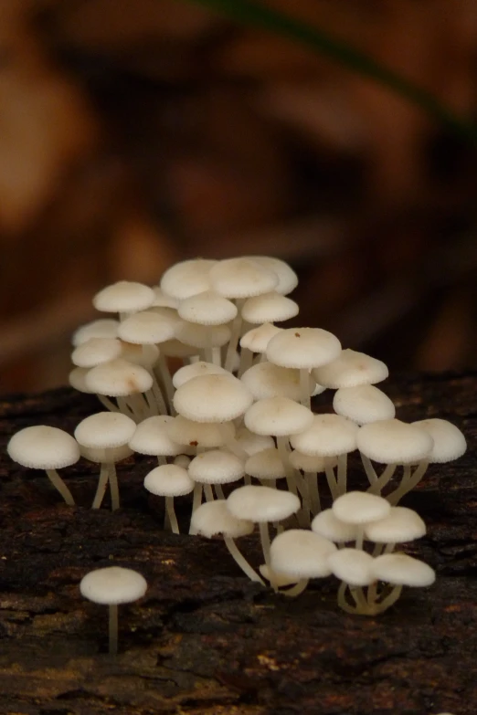 a cluster of mushrooms on the ground