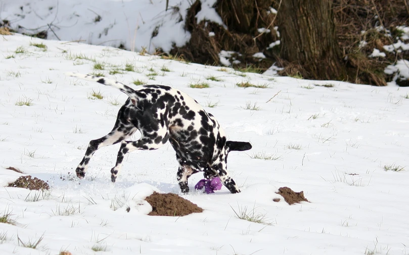 a black and white dog carrying a ball in it's mouth