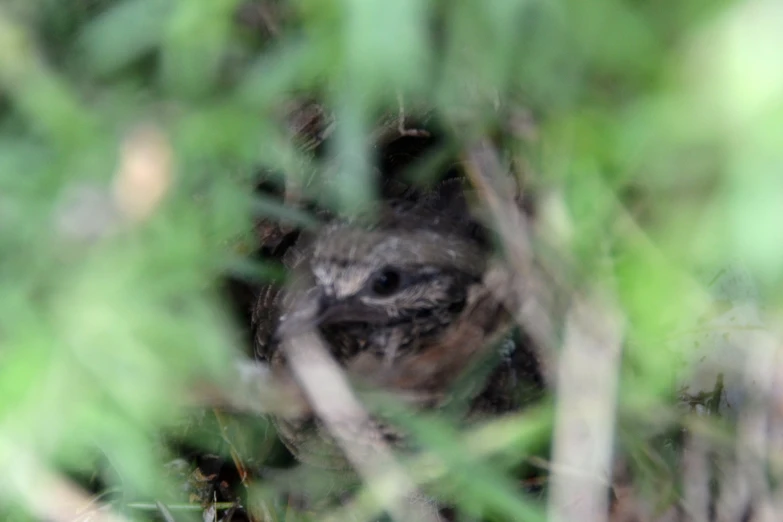 a small gray bird surrounded by some green leaves