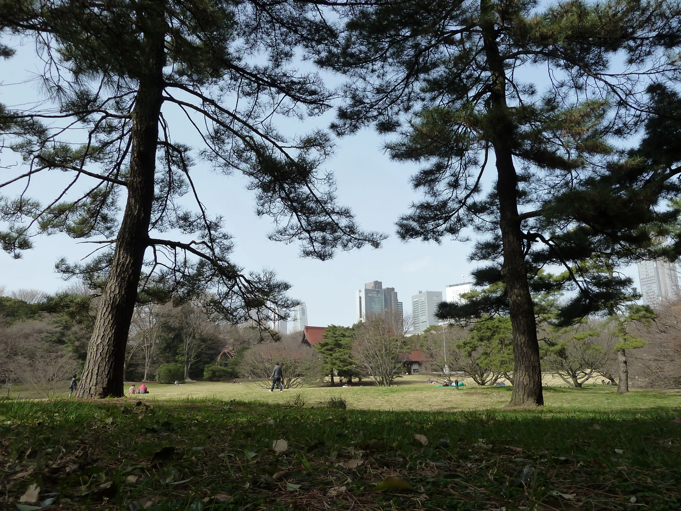 the view of trees across a field with buildings in the distance