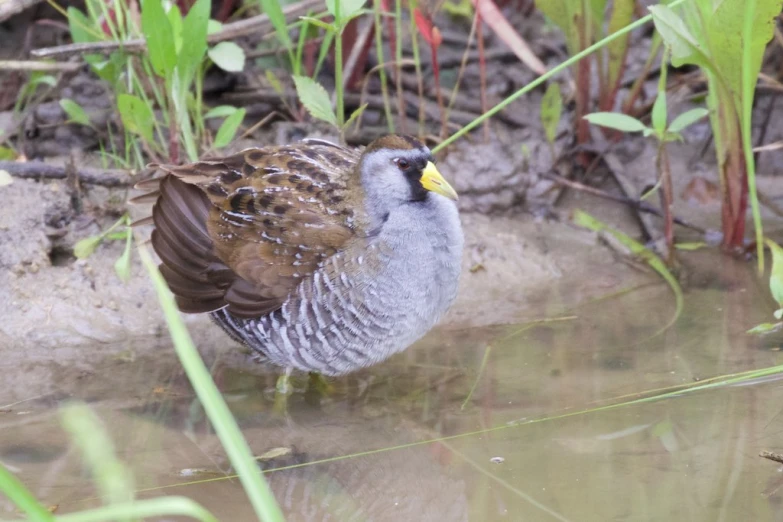 this bird has fallen off of its wing