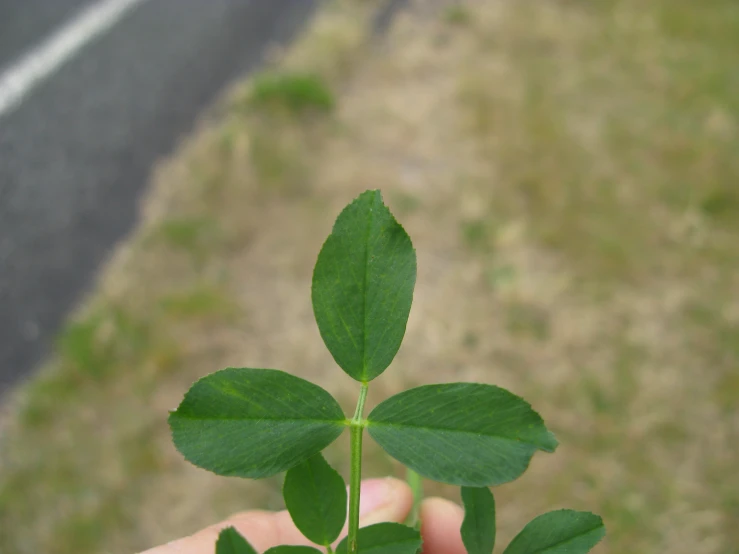 a tiny plant has some green leaves in the palm