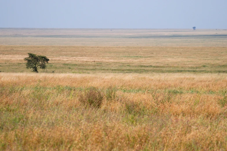 lone tree in grassy field near distant area