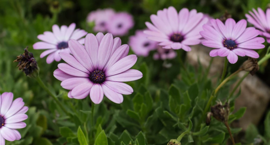 several pink flowers that are sitting in the grass