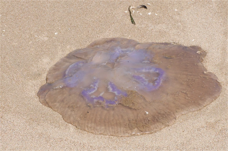 jellyfish on the sand in an area that is covered by water