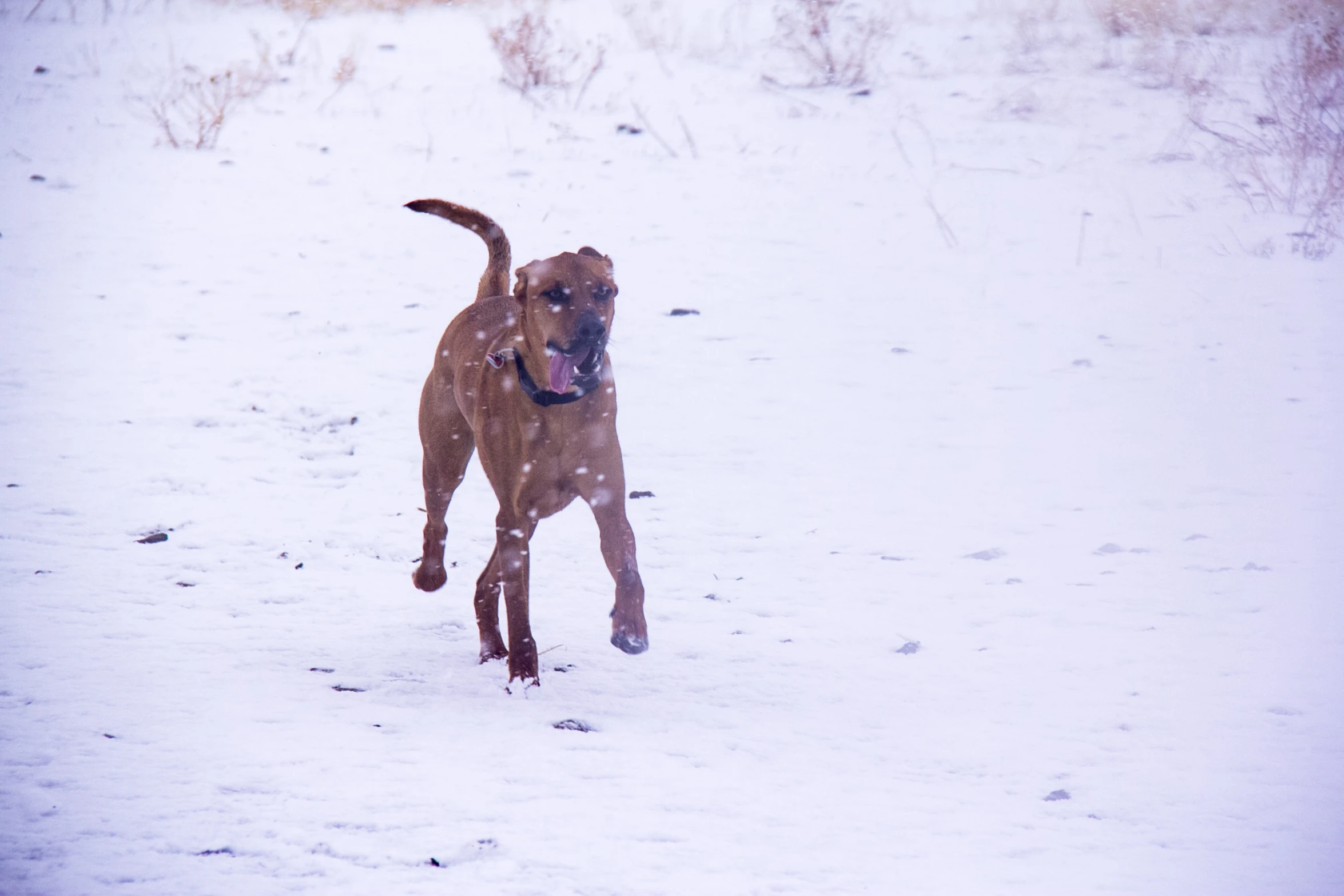 a dog running across a snow covered field