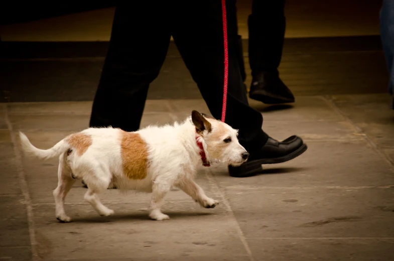 a small white dog walks on the sidewalk with a red rope