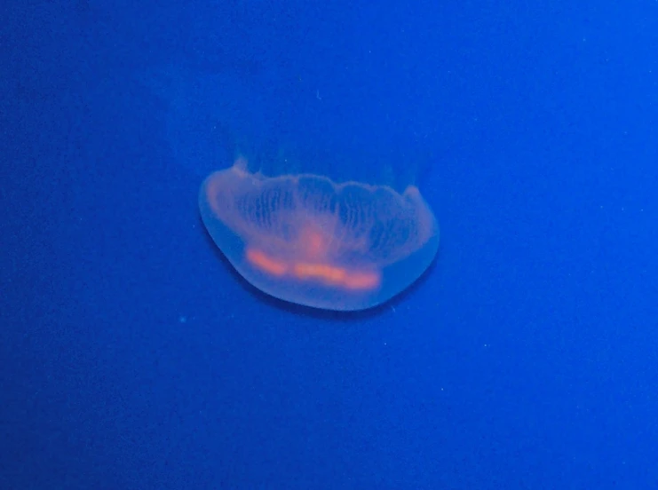 an underwater jellyfish floats through the blue water