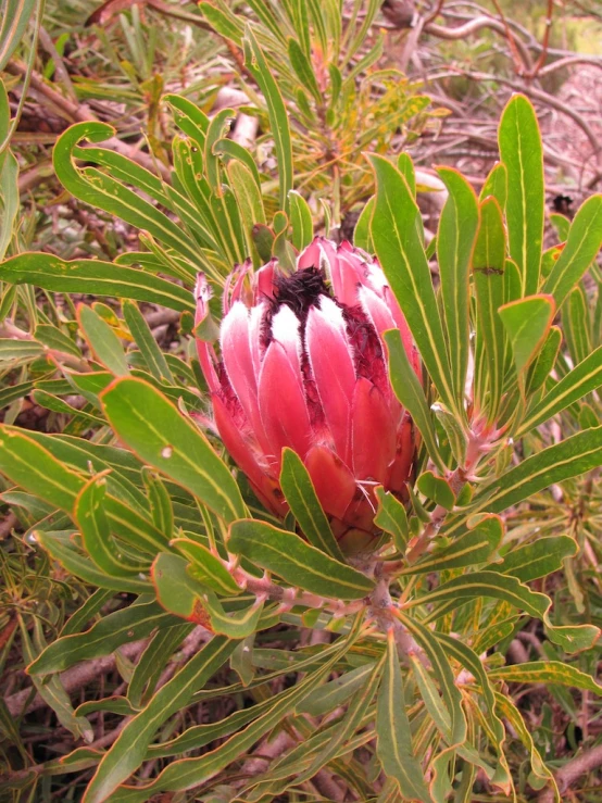 an unusual plant with a lot of pink flowers in the bush