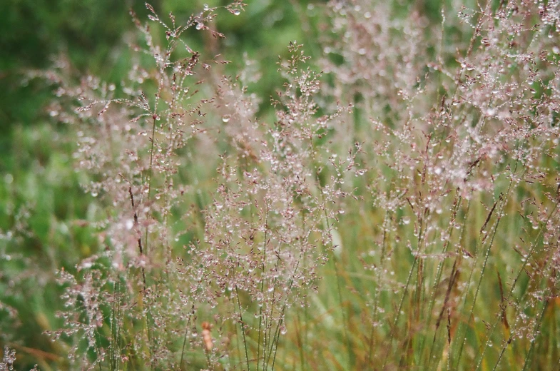 some grass with little flowers in the background