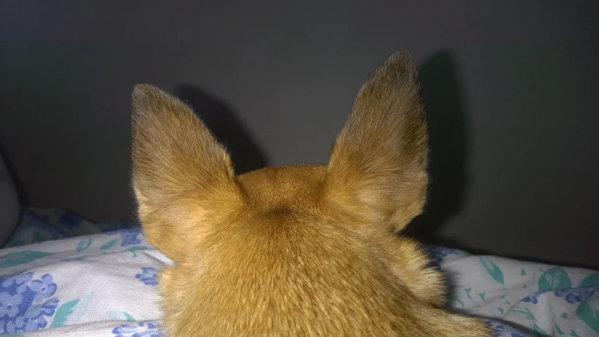 a small brown dog is laying on top of the bed