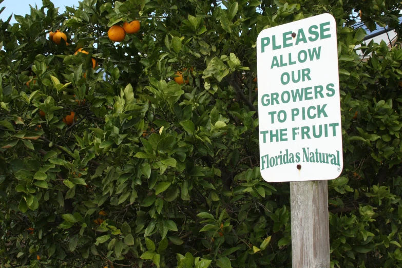 sign stating please allow in grove of orange trees