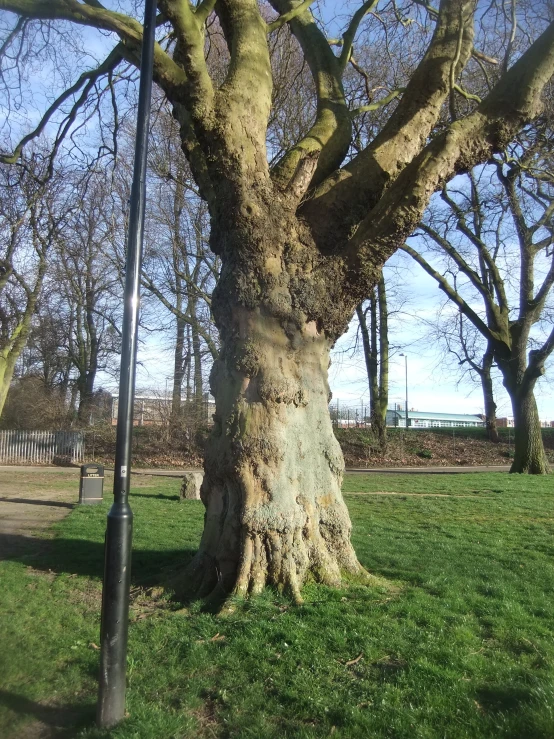 a large, old tree in the middle of a park