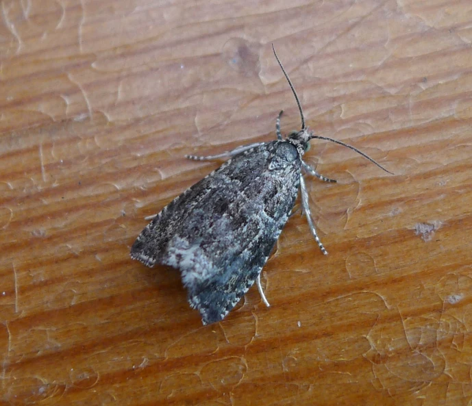 large moth sitting on wood with white paint