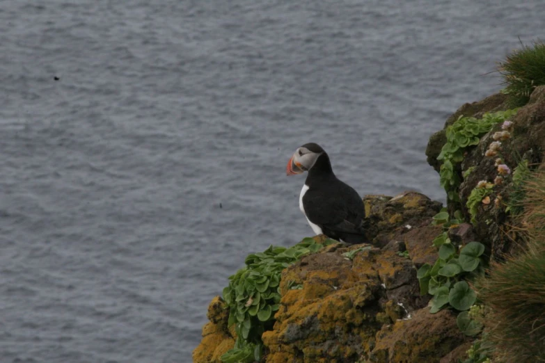 a small bird sitting on the edge of a cliff