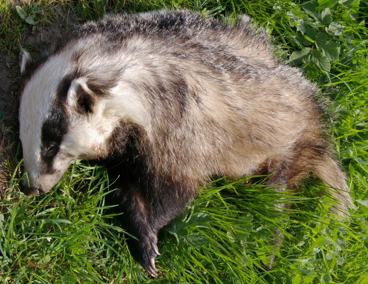 badger on green grass staring down at the camera