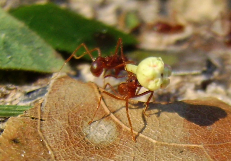 a small ant beetle crawling in a green leaf