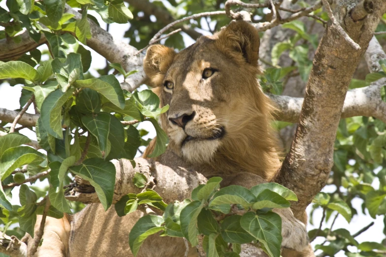 a young lion resting in a tree and waiting for it's next meal