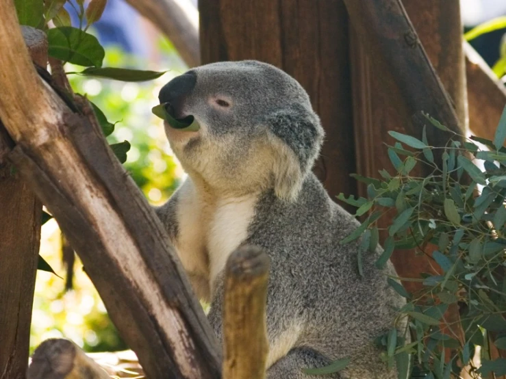 a koala is hanging out in the trees