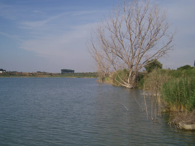 large body of water with small trees near by
