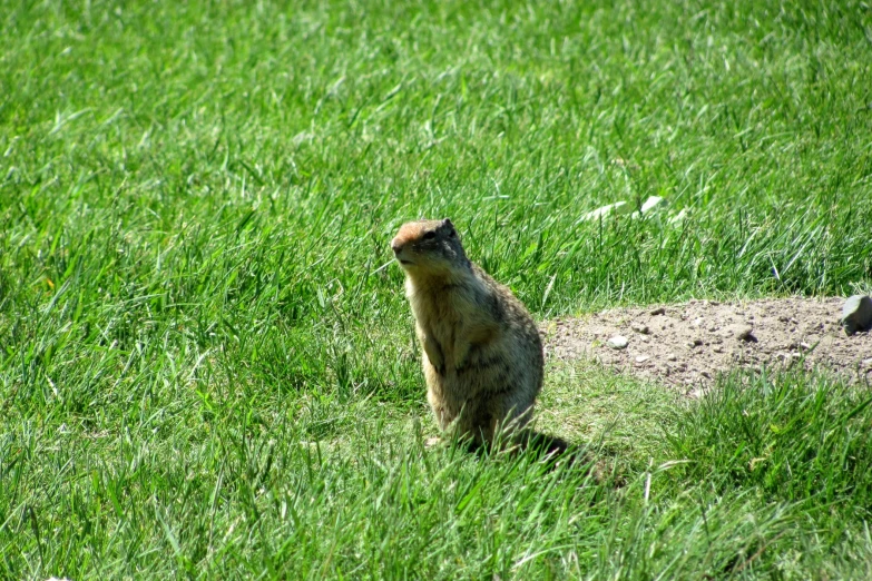 the ground squirrel looks up in the green grass