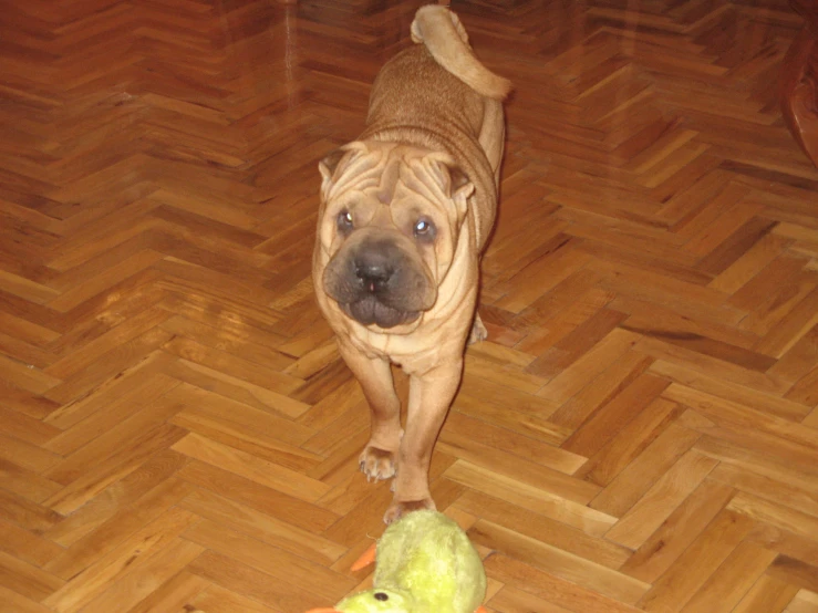 a very cute brown dog with a toy duck