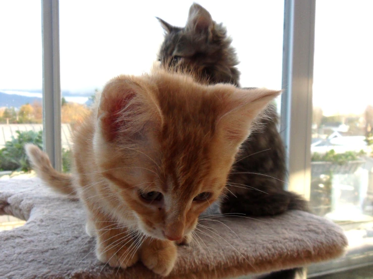 the kitten looks out a window at another cat on a perch