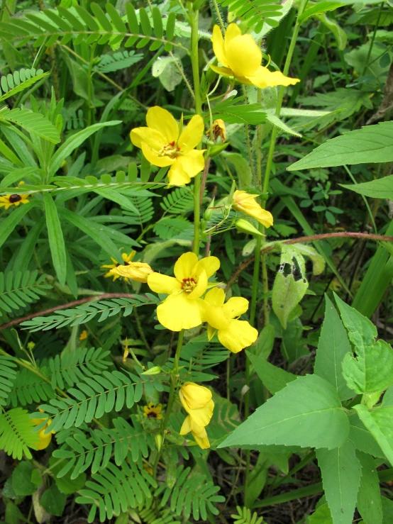 a small yellow plant has flowers and leaves