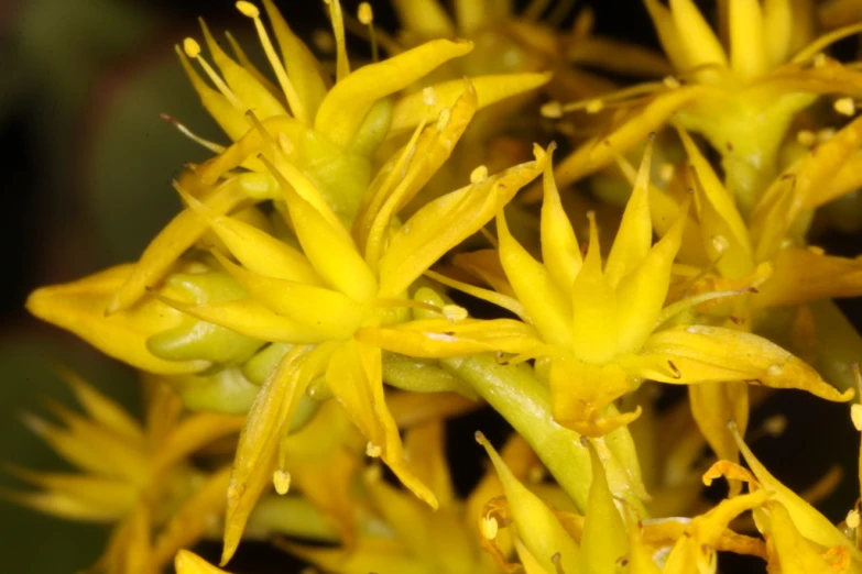 closeup of a yellow flower with lots of leaves