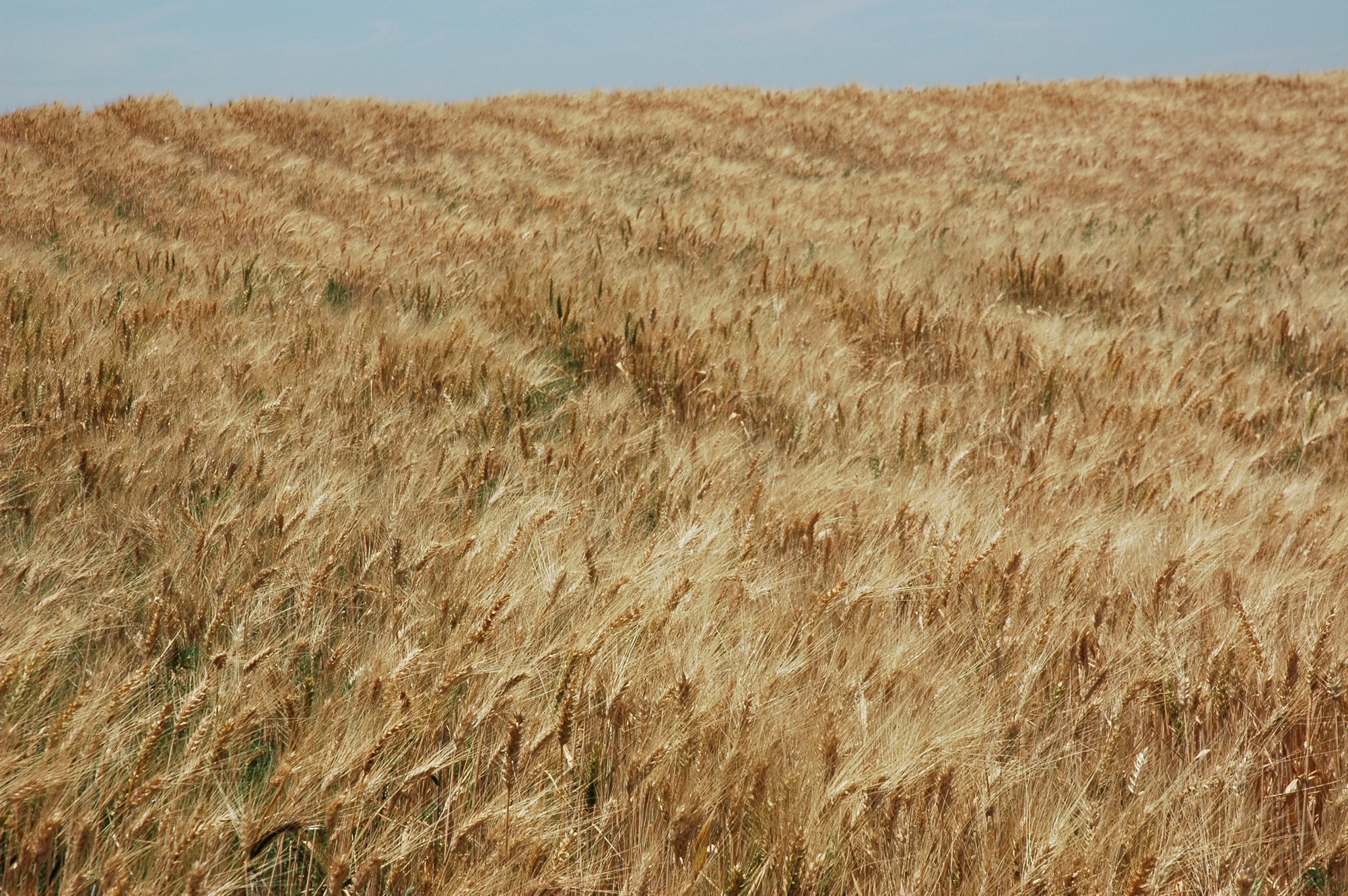 a sheep grazing on top of a dry grass covered field