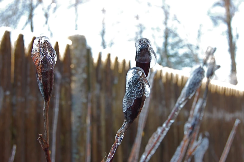 two glass birds on top of long thin thin nches