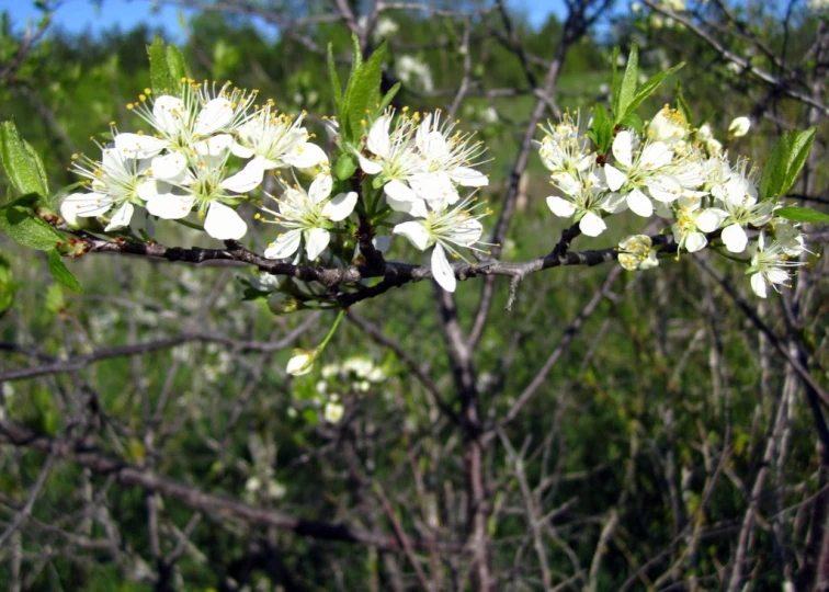 a bunch of white blossoms on a tree nch