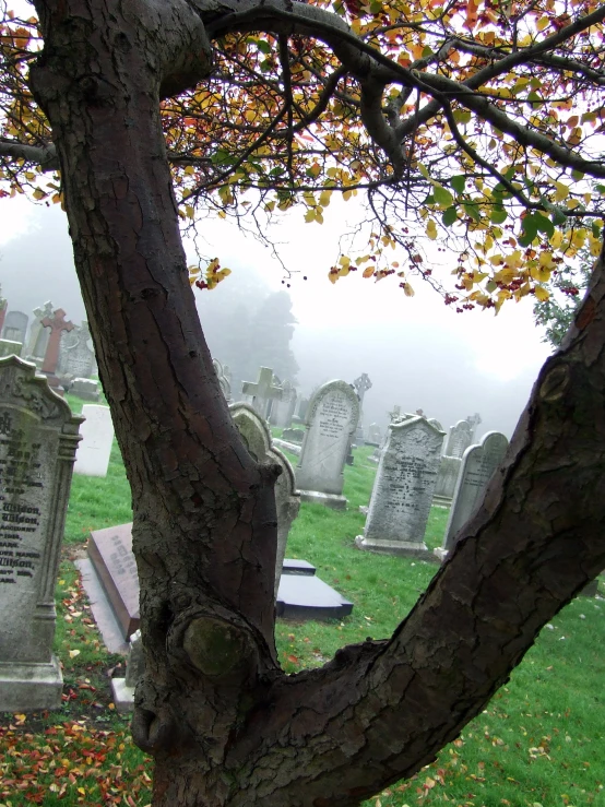 the tombstones on the cemetery in fog are very large