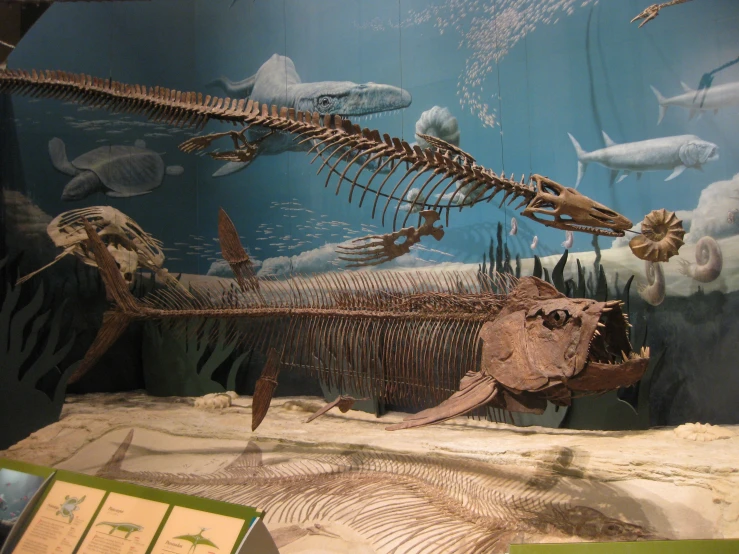 a large skeleton of a fish in a museum