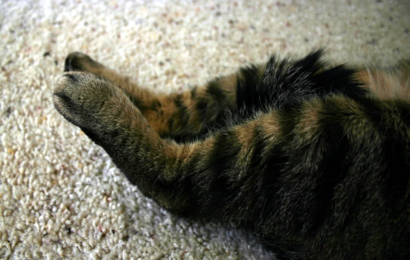a cat lays on the carpet with its paws outstretched
